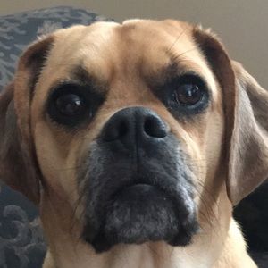 Meet your Posher, Tanner